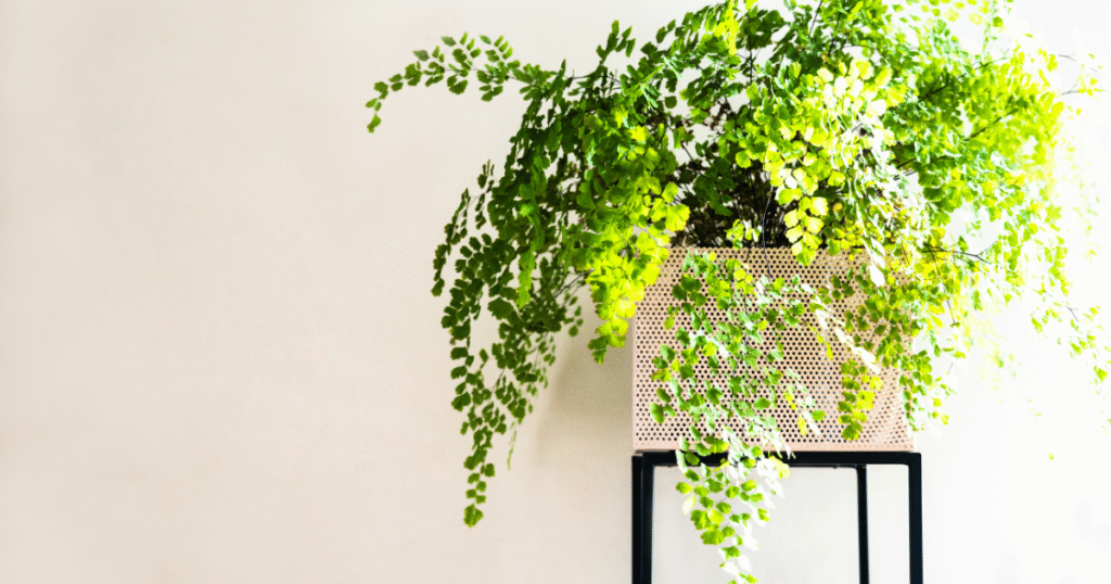 Adiantum varen