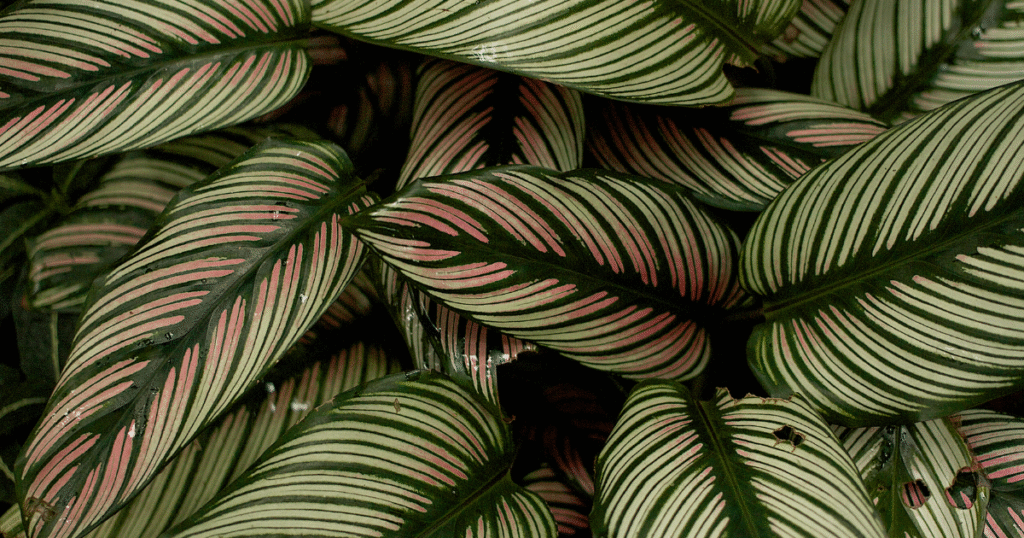 Calathea