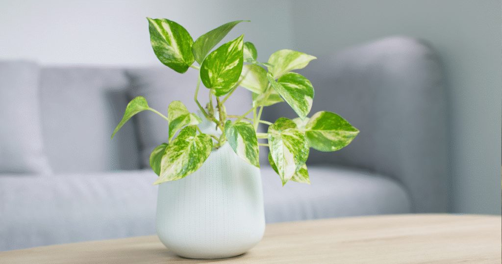Epipremnum areum drakenklimop