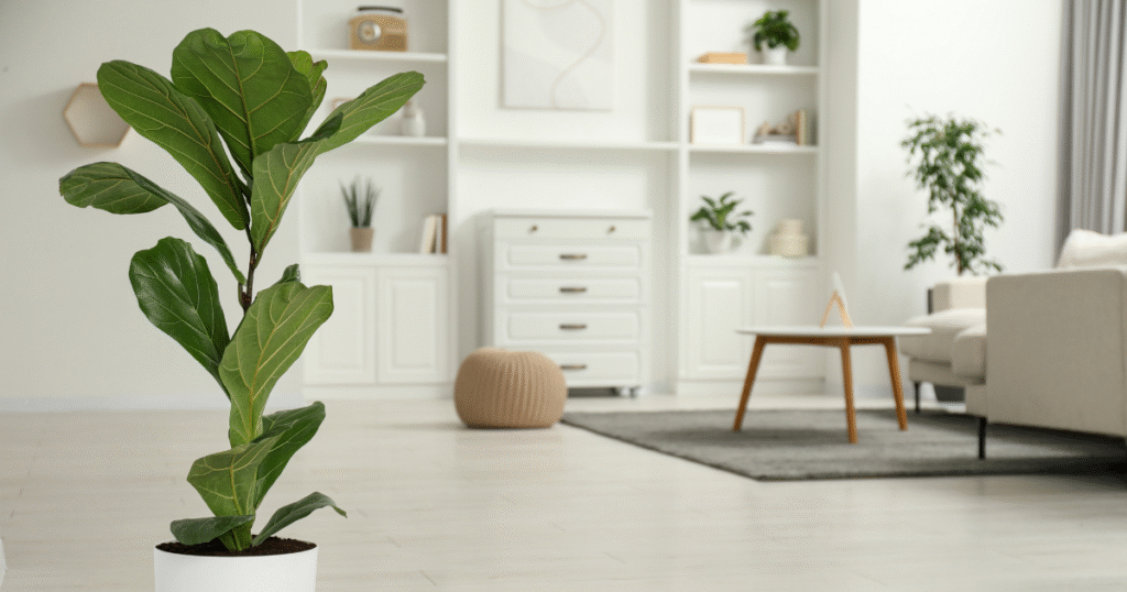 Ficus Lyrata Tabaksplant