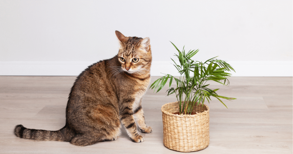 Howea forsteriana kentia palm met kat