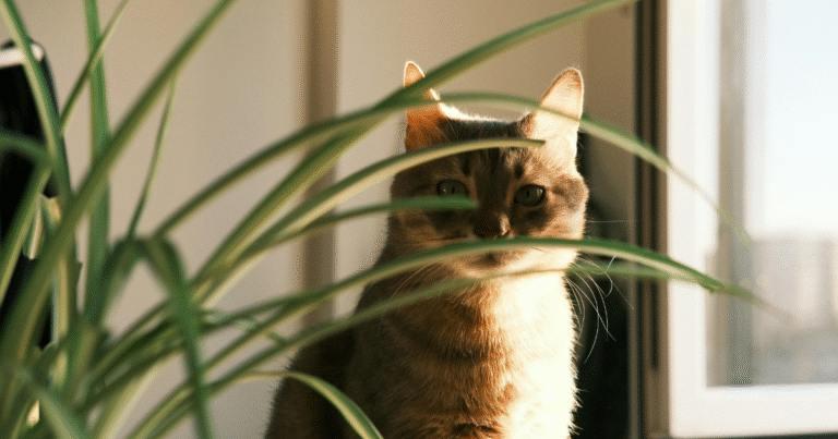 Welke kamerplanten zijn giftig voor katten