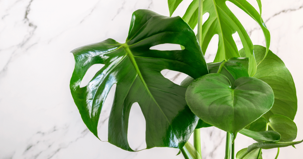 Monstera deliciosa gatenplant