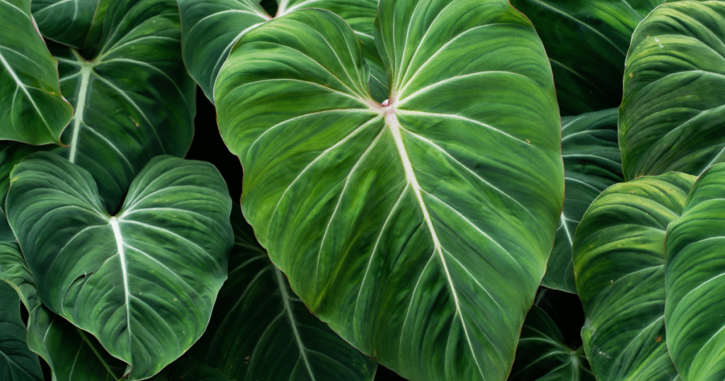 Philodendron gloriosum