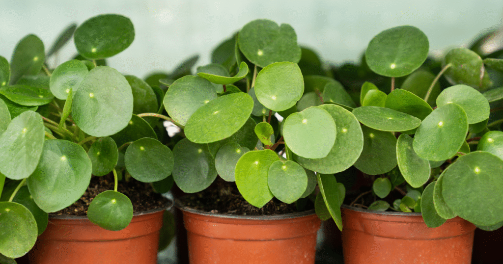 Pilea peperomioides pannenkoekenplant