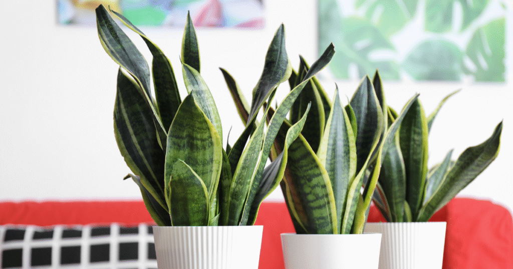 Sansevieria trifasciata vrouwentongen